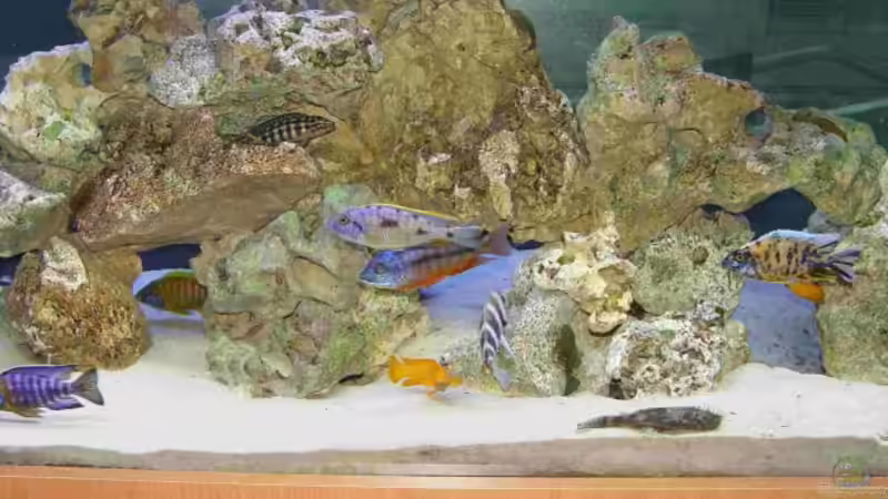 Aquarium Becken 333 von Hans-Michael Deetz (4)