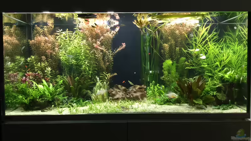 Aquarium Becken 33318 von Sascha H. (2)