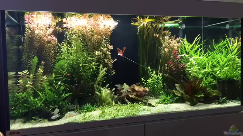 Aquarium Becken 33318 von Sascha H. (4)