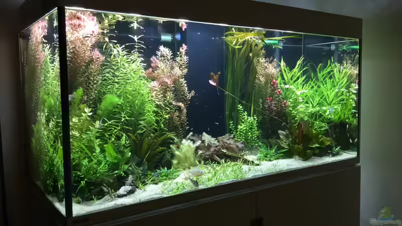 Aquarium Becken 33318 von Sascha H. (5)