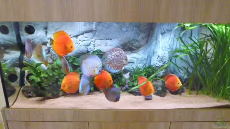 Aquarium Becken 33373 von stefanw (2)