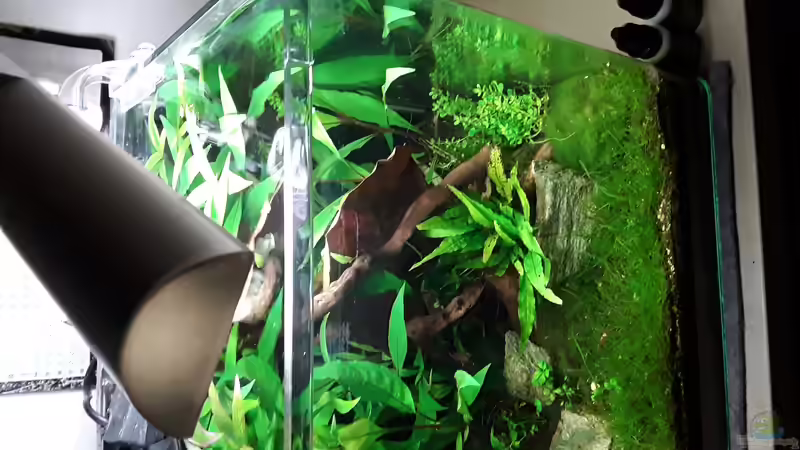 Aquarium Becken 33382 von Scaperlu (2)