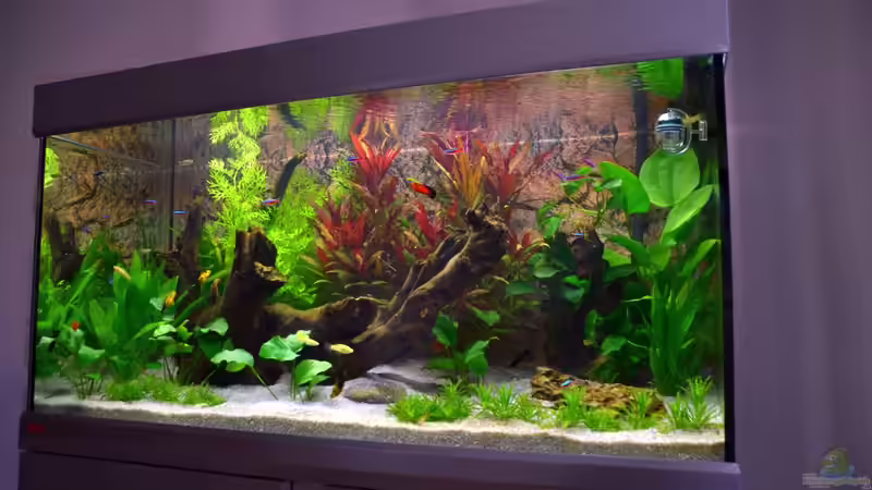 Aquarium Becken 33398 von JPA (4)