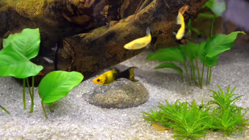 Aquarium Becken 33398 von JPA (5)