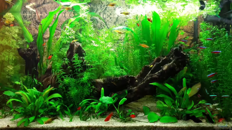 Aquarium Becken 33398 von JPA (7)