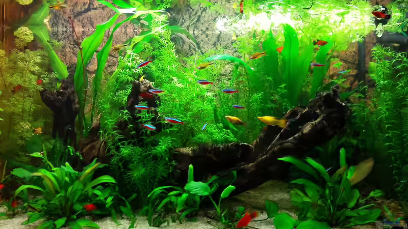 Aquarium Becken 33398 von JPA (8)