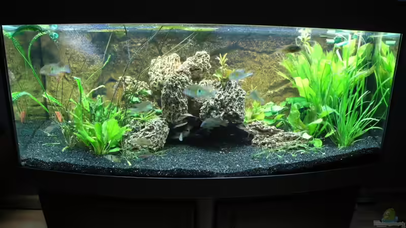 Aquarium Becken 3340 von Daniel Schaefer (2)