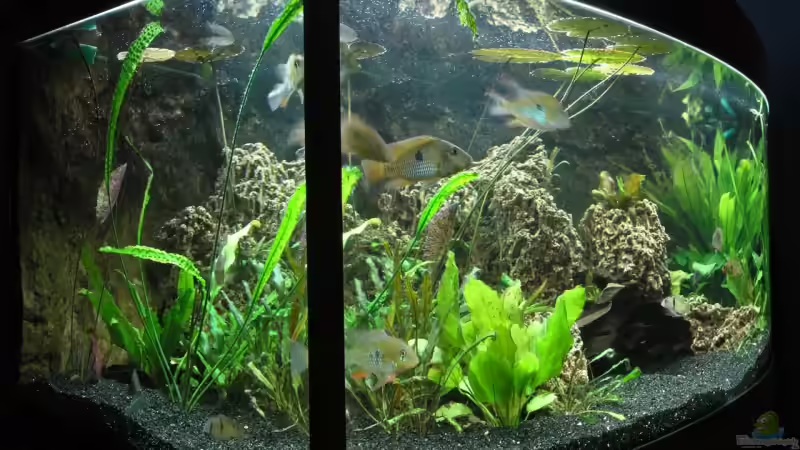 Aquarium Becken 3340 von Daniel Schaefer (3)