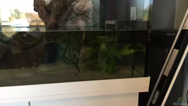 Aquarium Becken 33471 von Olaf Brandt (7)