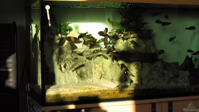 Aquarium Becken 335 von Dirk Bommes (3)