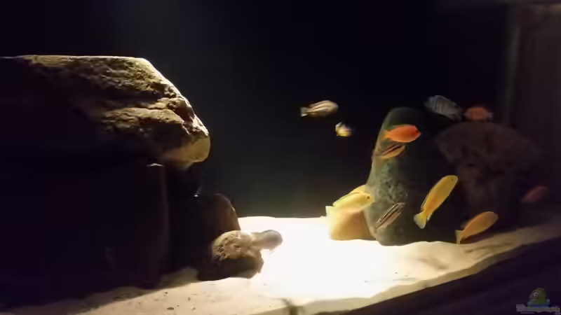 Aquarium Becken 33614 von Dave Weber (2)