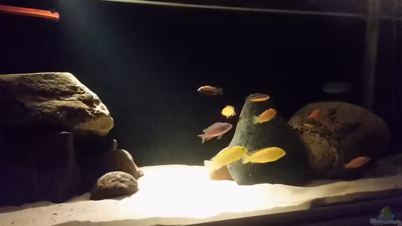 Aquarium Becken 33614 von Dave Weber (3)