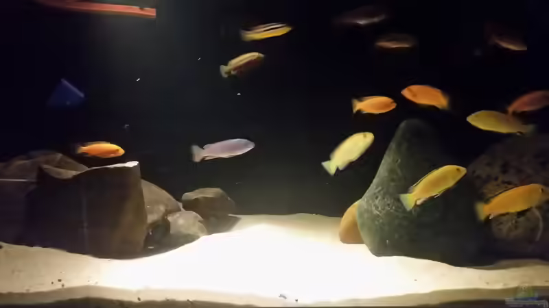 Aquarium Becken 33614 von Dave Weber (4)