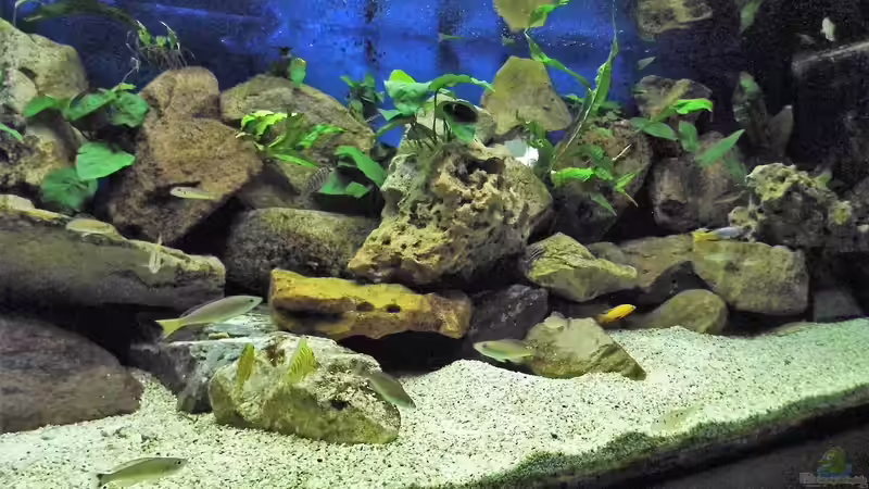 Aquarium Becken 33697 von Gerald Kascha (10)