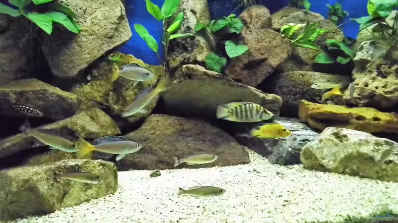 Aquarium Becken 33697 von Gerald Kascha (11)