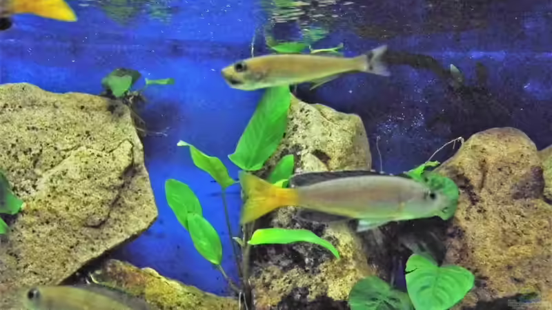 Aquarium Becken 33697 von Gerald Kascha (12)