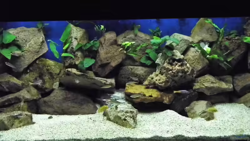 Aquarium Becken 33697 von Gerald Kascha (13)