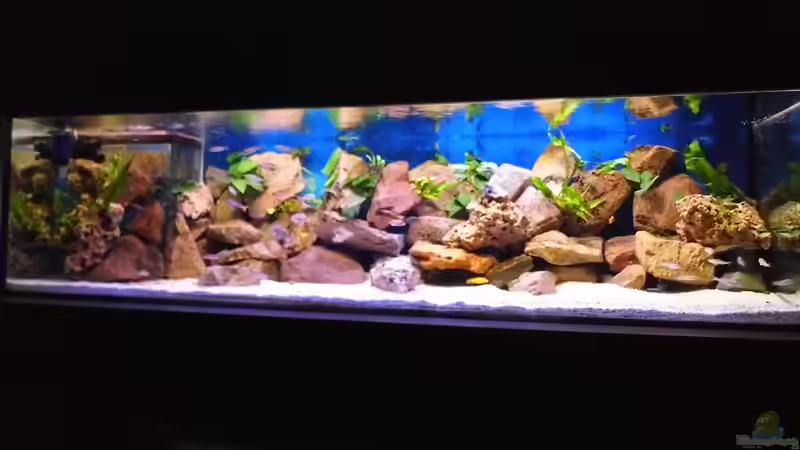 Aquarium Becken 33697 von Gerald Kascha (15)