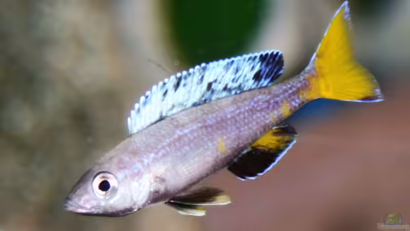 Aquarium Becken 33697 von Gerald Kascha (17)