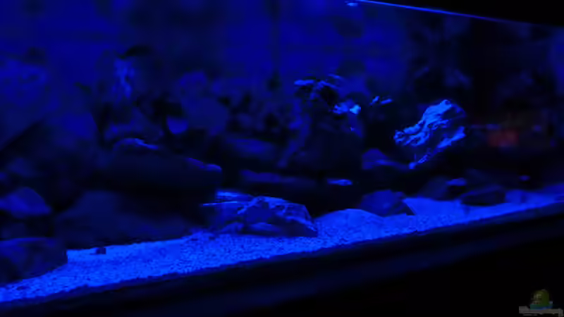 Aquarium Becken 33697 von Gerald Kascha (19)