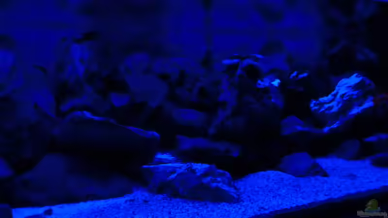 Aquarium Becken 33697 von Gerald Kascha (20)