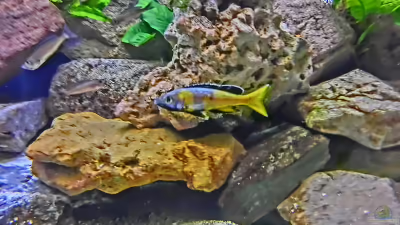 Aquarium Becken 33697 von Gerald Kascha (21)