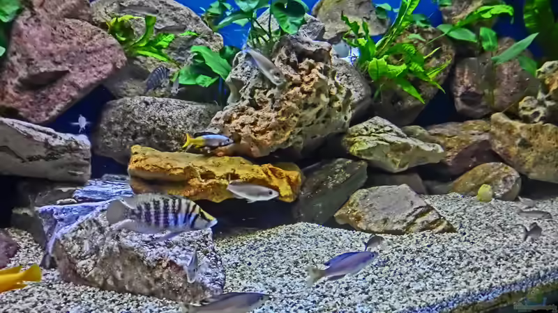 Aquarium Becken 33697 von Gerald Kascha (22)