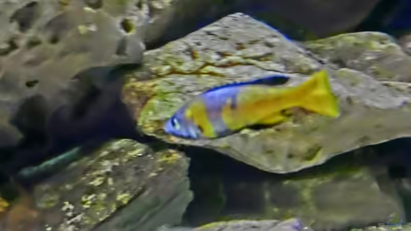 Aquarium Becken 33697 von Gerald Kascha (23)