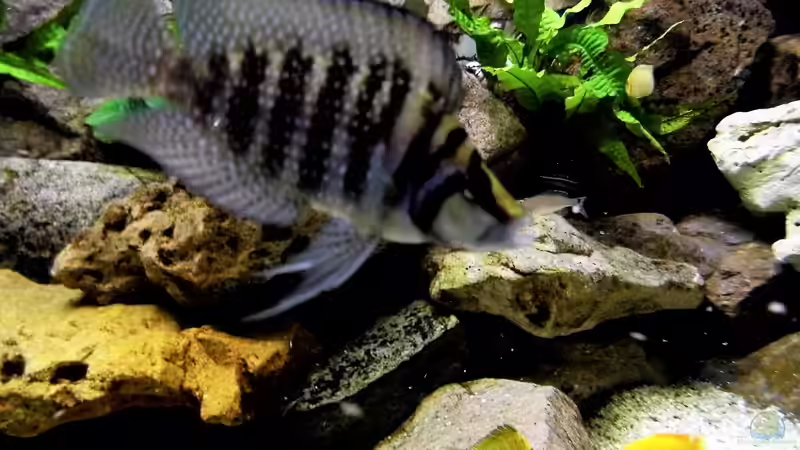 Aquarium Becken 33697 von Gerald Kascha (25)