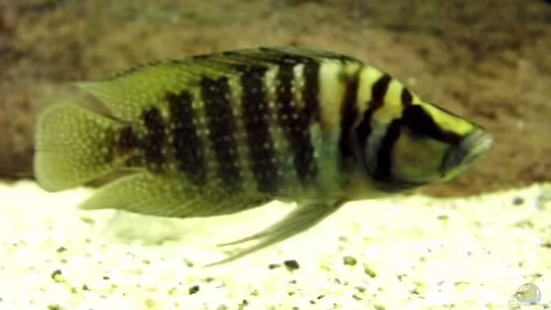 Aquarium Becken 33697 von Gerald Kascha (27)