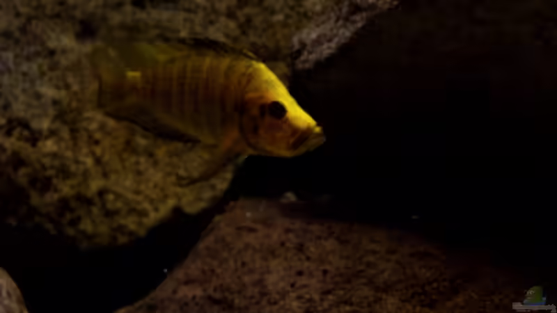 Aquarium Becken 33697 von Gerald Kascha (28)