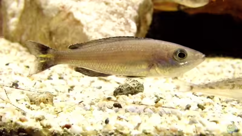 Aquarium Becken 33697 von Gerald Kascha (29)