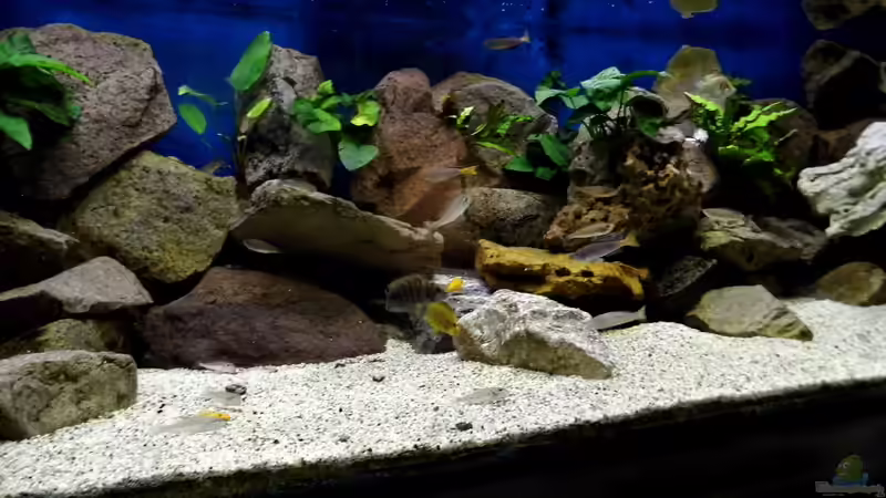 Aquarium Becken 33697 von Gerald Kascha (30)