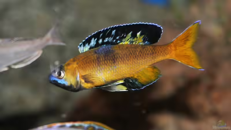 Aquarium Becken 33697 von Gerald Kascha (31)