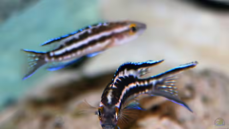 Aquarium Becken 33697 von Gerald Kascha (33)