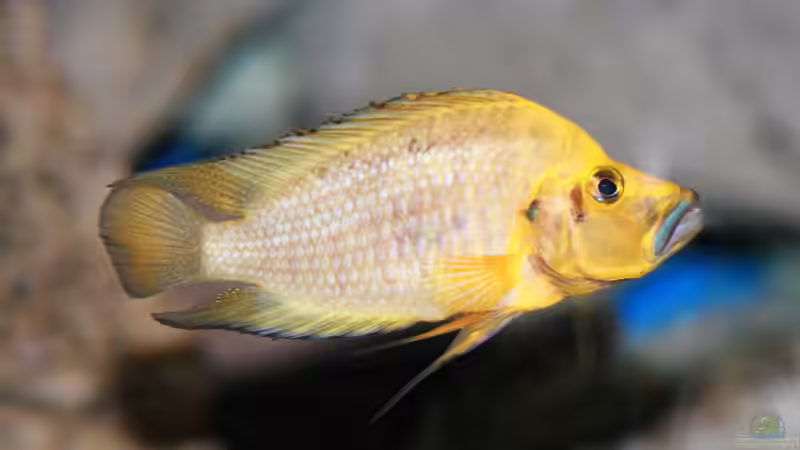 Aquarium Becken 33697 von Gerald Kascha (34)