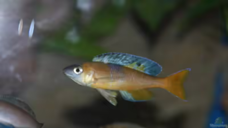 Aquarium Becken 33697 von Gerald Kascha (35)