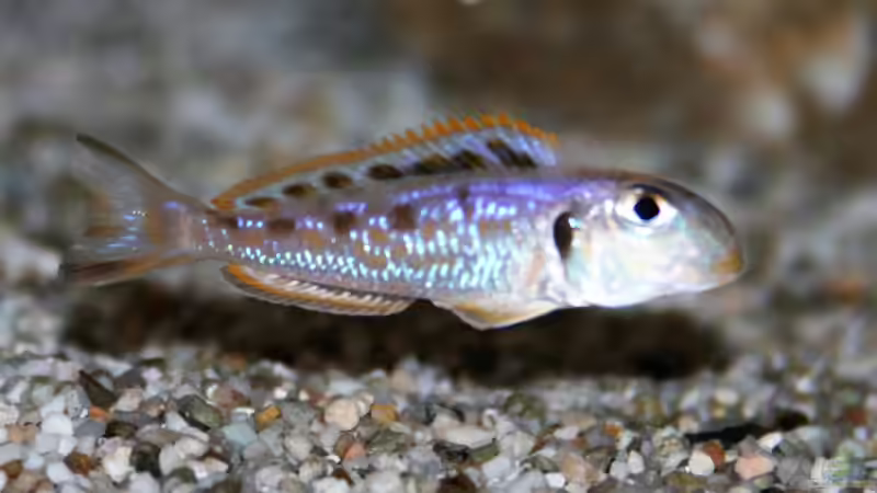 Aquarium Becken 33697 von Gerald Kascha (5)