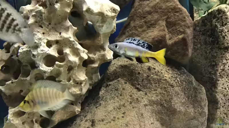 Aquarium Becken 33697 von Gerald Kascha (6)