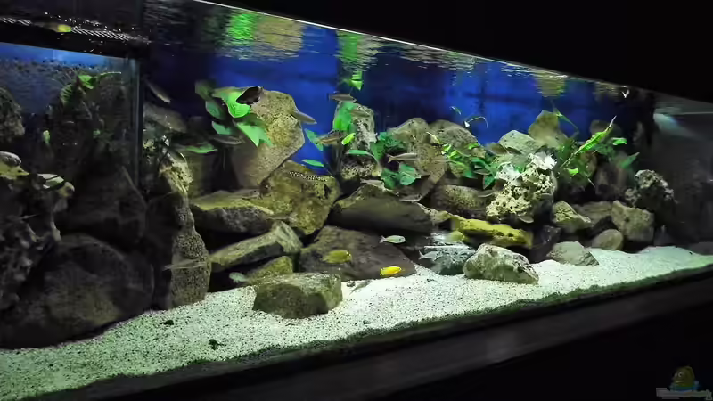 Aquarium Becken 33697 von Gerald Kascha (7)