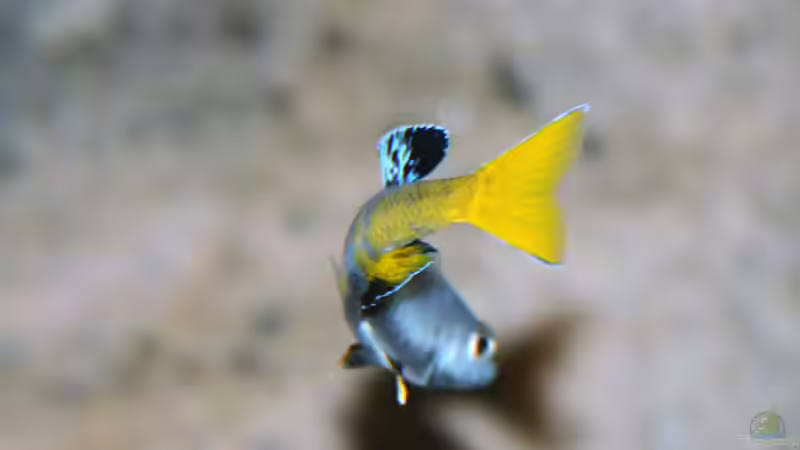 Aquarium Becken 33697 von Gerald Kascha (8)