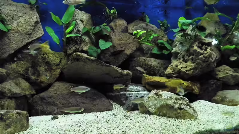 Aquarium Becken 33697 von Gerald Kascha (9)