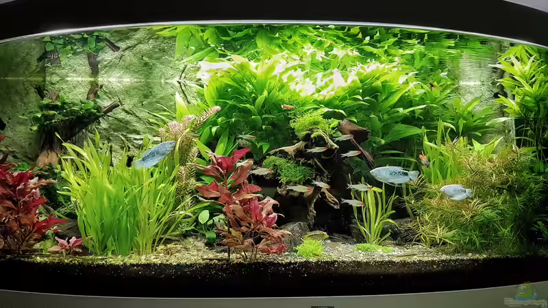 Aquarium Becken 33720 von H4rdei (2)