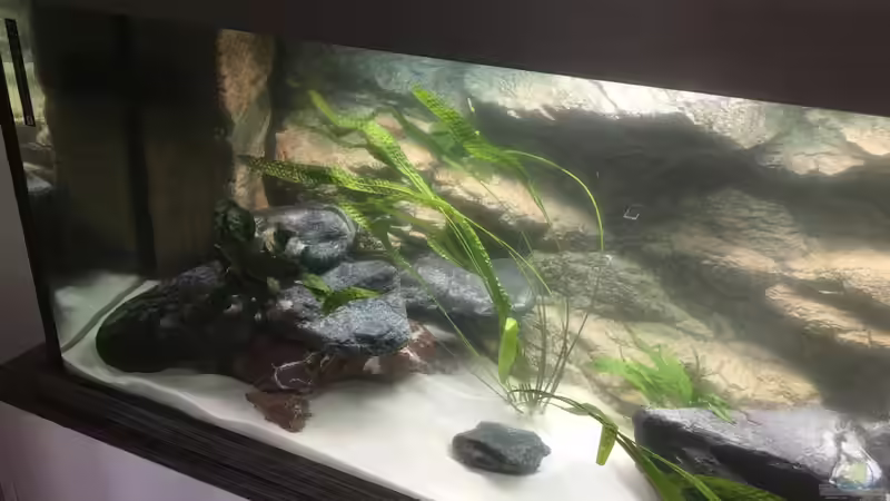 Aquarium Becken 33795 von Enrico Fröhlich (5)