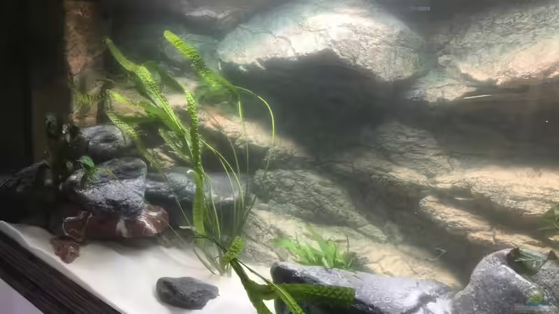 Aquarium Becken 33795 von Enrico Fröhlich (8)