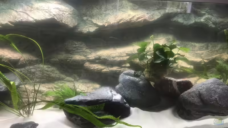 Aquarium Becken 33795 von Enrico Fröhlich (9)