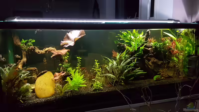 Aquarium Becken 33864 von Sunnyboy_72 (17)