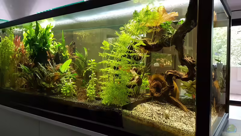 Aquarium Becken 33864 von Sunnyboy_72 (23)
