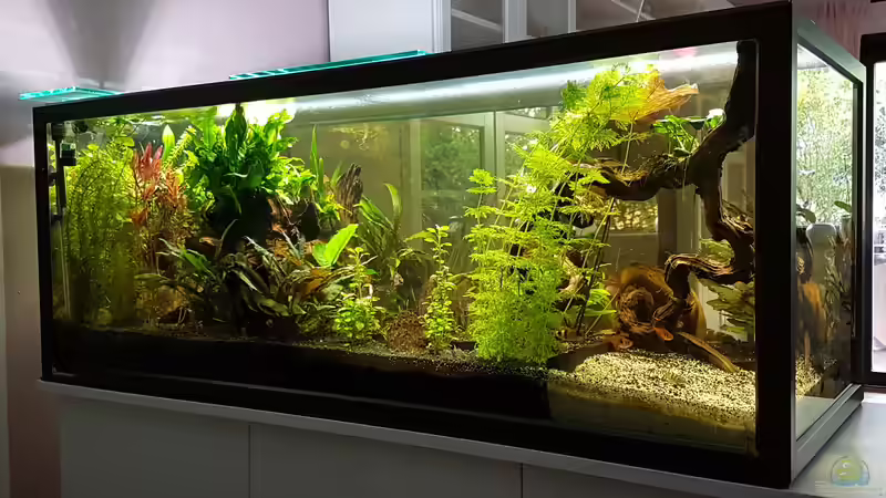 Aquarium Becken 33864 von Sunnyboy_72 (24)