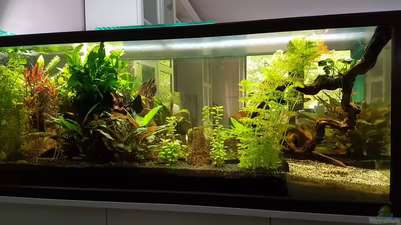 Aquarium Becken 33864 von Sunnyboy_72 (25)